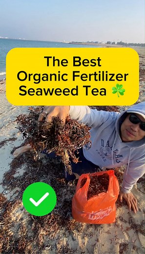 268K views · 8K reactions | ✅Gusto mo ba ng Complete Organic Fertilizer? Seaweed Tea Matipid at Mabisa 凜華❤️#rooftop #organic #diy #pinoy #howto #lifehacks #tipidtips #healthy #harvest #vegetable #garden #fbreels #reesfb #fyp #viralvideo #trending | Vegetable Gardening and More | Facebook