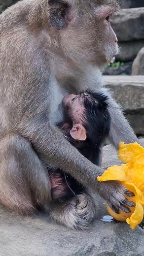 1.8K views · 28 reactions | #reelsfb #leo #wildlife #animals #rainbow #libby #monkey #cuteanimals #luno | Review Monkey | Facebook