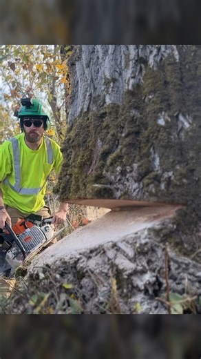 Jacob Rogers on Instagram: "STIHL 880 with 50" bar #treeservice #chainsaw #arborist #stihl #treecare #guiltyoftreeson"