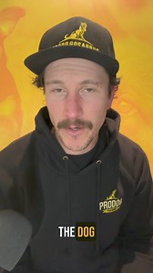 2.2K views · 41 reactions | Benefits of a Brick Wall SCENT DETECTION Buddy explains 3 key reasons why he highly rates a brick wall over other alternatives. #scentdetection #noseworks #dogtraining #sportsdog #dogtrainer #melbournedogs | Pro Dog Training | Facebook