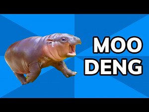 Meet Moo Deng: The Cutest Baby Pigmy Hippo | Meme History