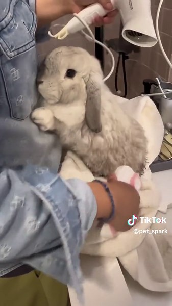 Holland Lop Rabbit Bathing | Pet Grooming Tips