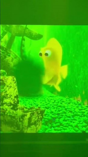 Finding Nemo Bubbles Most Hilarious Scene #findingnemo#shorts