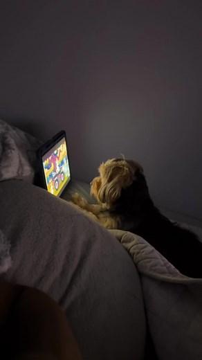 She Always Getting Carried Away😂 #dogsoftiktok #dogwatchingtv #halfdoghalfhuman #mj #yorkiemixed #ipadkid