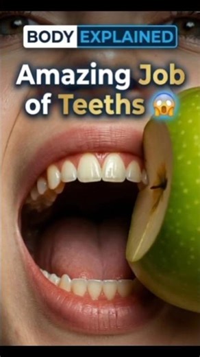 How Do Teeth Really Work? | Human Body Explained #teeth #facts #3danimation #unitedstates #biology
