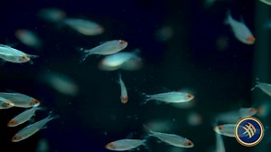 1.8K views · 20 reactions | Meet the Diamond Rummy Nose Tetra...