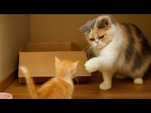 Grumpy Cat Slaps the Only Surviving Kitten on Their First Meeting! 😿🐾