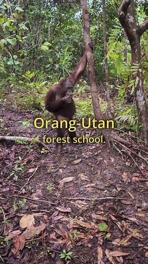 Understanding Orangutan Conservation Efforts