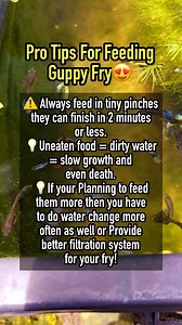 21K views · 143 reactions | Pro Tips For Feeding and growing guppy fry fast!殺 #guppyfry #fishkeeper #guppy | Albert's Guppy Adventure | Facebook