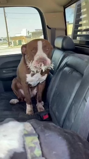 I have no word.#dogs #pets #cat #puppy #dogsofttiktok #puppytiktok #doggo #doglover #doglife #petsoftiktok #pet