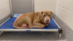 ❤️5/13/21 SAFE! Pappy has a new home and a new family too! He was adopted and took his freedom ride with his new family today! Thank you to the family who chose to add sweet Pappy to their pack! Thank you ALL for being a part of our TEAM and a part of Pappy's solution! ❤️❤️❤️❤️❤️ 5/9 Sweet PAPPY has an Adoption Hold! We can only pray he gets the love and medical attention he needs to live a long happy life. Please follow us until he is safely out the building! 🎉🎉 PAPPY is down on his luck. He 