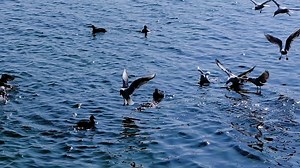 Seagulls, Water Birds, Birds. Free Stock Video