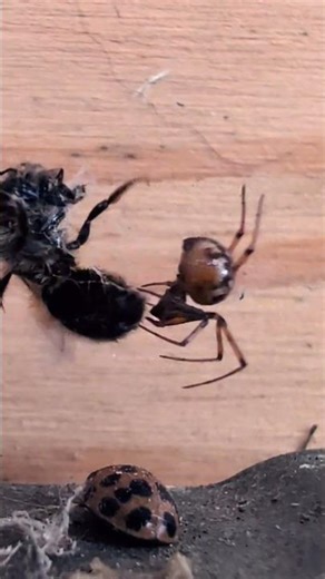 SPIDER VS BEE: The Ultimate Web Battle! 🥊🕷️