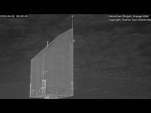 Tower Cam - FalconCam Project LIVE