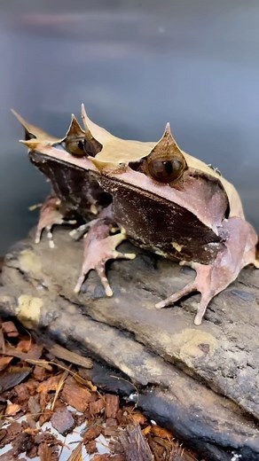 11K views · 2.5K reactions | Funky frogs from @dm_exotics one of the vendors of the Reptile Super Show always bringing the heat  don’t miss the last Super Show of the 2024 year, July 27-28 at the Anaheim Convention Center  #frog #reptile #reptileshow #reptilesupershow #alien #creepy #socal #southerncalifornia #orangecounty #anaheim #reels | Reptile Super Show | Facebook