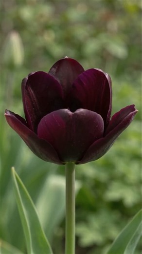 Queen of Night Tulip