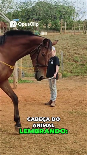 Essential Step-by-Step Horse-Driving with a Carriage