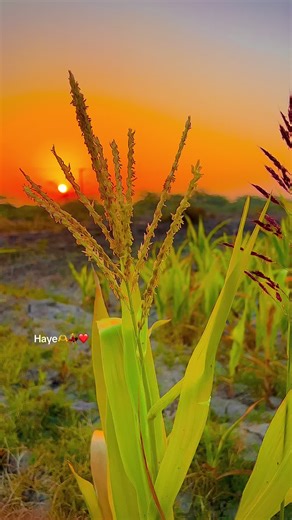 Fozia Soomro's Heartfelt Sad Songs