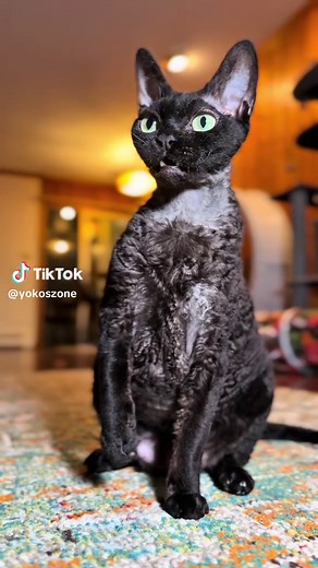 Devon Rex Cat Care: Playful Tips for Your Devon Rex