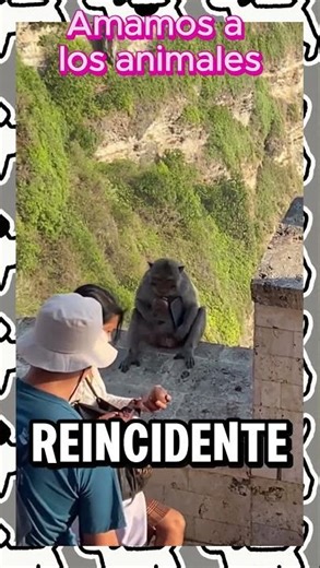 Monos ladrones final inesperado #animales #animalessalvajes #viral