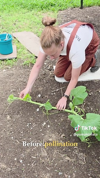 Here are some time-sensitive things I need to do after my giant squash gets pollinated #giantpumpkin #squash #gardening #plants #learnontiktokcontest