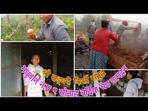 श्री सङ्हरी किर्शी सामुह चेउ खेती मधुवान न.प २ सोनाह बर्दिया #kirshi #bijnesh #gaon #allbardiya