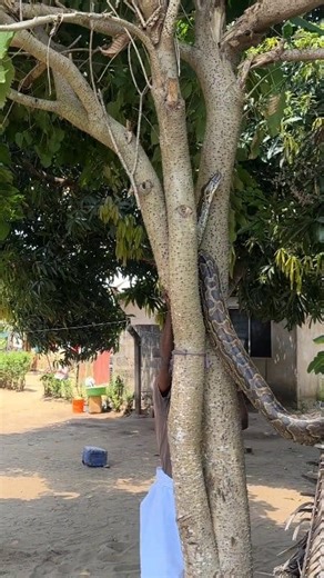 A python is stuck on a thorny tree. Would you help it or leave it?🐍🐍🐍#Amazon #snake #fyp #trendingreelsvideo #short | SnakeWorld TV