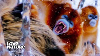 Golden Snub-Nosed Monkeys Brawl in the Snow | Battle of the Alphas