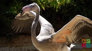 19K views · 488 reactions | Check out this glow-up: 3 months in 60 seconds! The baby American flamingo has gone from a palm-sized newborn to over three feet tall. We are thrilled to announce it's a BOY and he has now joined the flock in Flamingo Island. He will be easy to pick out of the crowd: flamingos take about three years to fully change color, but you can see some pink feathers underneath his wings already! | ABQ BioPark | Facebook