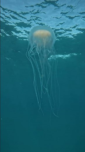 Check out the hypnotizing movement on this jellyfish!