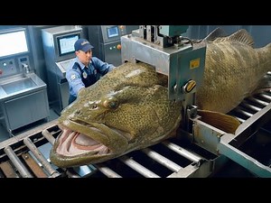 How Fishermen Catch Giant Groupers – Deep Sea Longline Fishing Documentary!