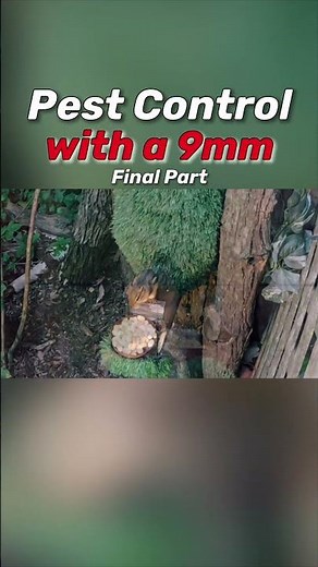 is a 9mm too much for Chipmunks?