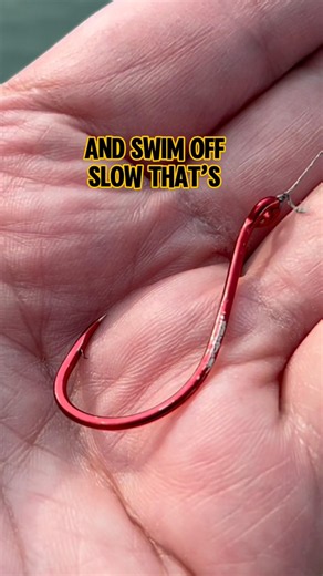 WHY Switch To Circle Hooks For MASSIVE Summer Catfish! #shorts #fishing #catfish