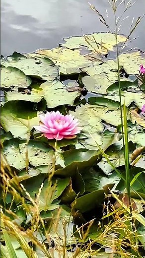 Lotus vibes on the UCD Belfield campus 🌸
