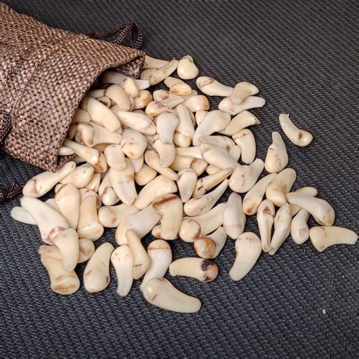 Canine de cerf élaphe pour bijoux en os et collections de taxidermie - Etsy France