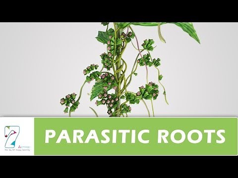 PARASITIC ROOTS