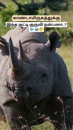 காண்டாமிருகத்துக்கு இந்த குட்டி குருவி நன்பனா..? Rhinoceros Facts _ Oxpecker _ Tamil _ BioWorld