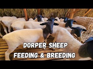 Dorper sheep nutrition and breeding cycle tips.