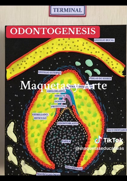 Understanding Odontogenesis: Phases and Models