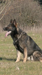 Watch him work! Precision in every move 🐾 #germanshepherd #gsd #k9 #workingdog | Kraftwork K9 Pro German Shepherds