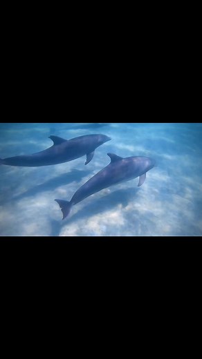 1.3K views · 13 reactions | Shell Island Dolphins are always showing off! #PCB #panamacitybeach #dolphins #shellisland #shells #showingoff #reelsoftheday #fypシ゚viralシ #viralvideo | Shell Island Dolphin Tours LLC | Facebook