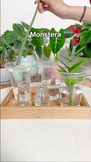 5 easy houseplants for water propagation 💧 #houseplants #plants #propagation