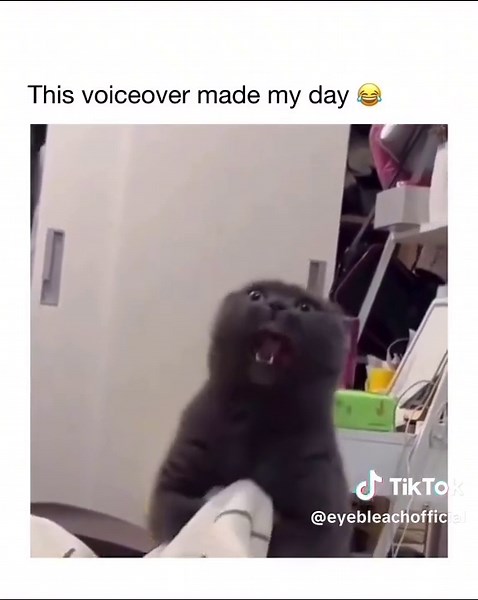 Mastermind in the making 😹😈 This cat’s voiceover with an evil laugh is pure villain energy! #EvilLaughCat #FelineMastermind #PetVoiceover #TikTokCats #DiabolicalKitty #eyebleach