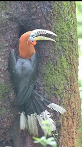 Textbook example of Love and care. Rufous-necked Hornbill. Male feeding female and chick who are enclosed inside the nest. Status - Vulnerable, less than 10000 adults left in wild. #reelsvideoシ #viralvideoシ #viralreelschallenge #trendingreelsvideo #trendingreel #reelschallenge #trendingpostchallenge #viralphotochallenge #AjitHota #wildlifeplanet #birdlife #birdsofinstagram #birds #birdslover #birdsphotography #hornbill #wildlife #wildlifephotography #wildlifeconservation TrulyWild @highlight | A
