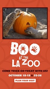 Mark your calendars! Boo at the L.A. Zoo is right around the corner.  Happening at the Zoo on Saturdays and Sundays, Oct. 18 & 19 and Oct. 25 & 26, guests can enjoy trick-or-treating stations featuring premium candy, plus animal pumpkin feedings, themed photo ops, education stations, and more. Costumes are encouraged! | Los Angeles Zoo | Facebook
