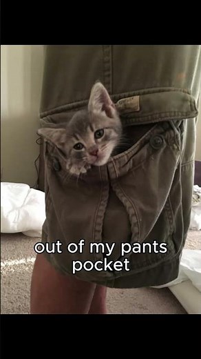 im white, im black, im yellow, and im single #cat #meme