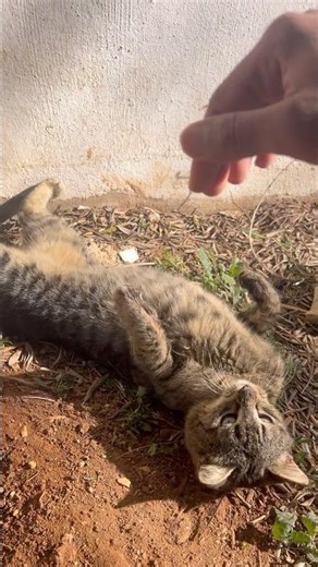 Cute Cat Cuddles 😻❤️ | Sweet Moments With My Kitty