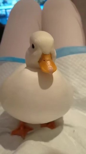 Adorable Call Ducks: The Smallest and Cutest Duck Breed
