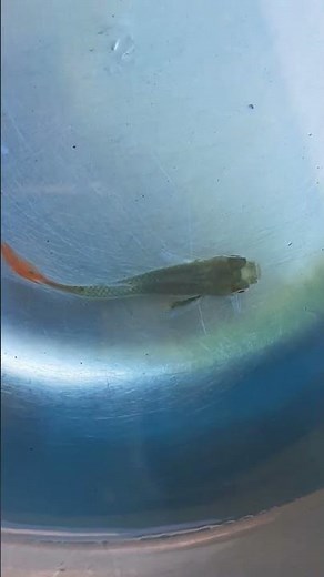 Strange Killer Parasite on Fish | How to remove | Anchor worm #anchorworm #guppy #guppies #shorts