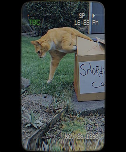 Schrödinger's Cat...Resolved. #funny #cats #comedy